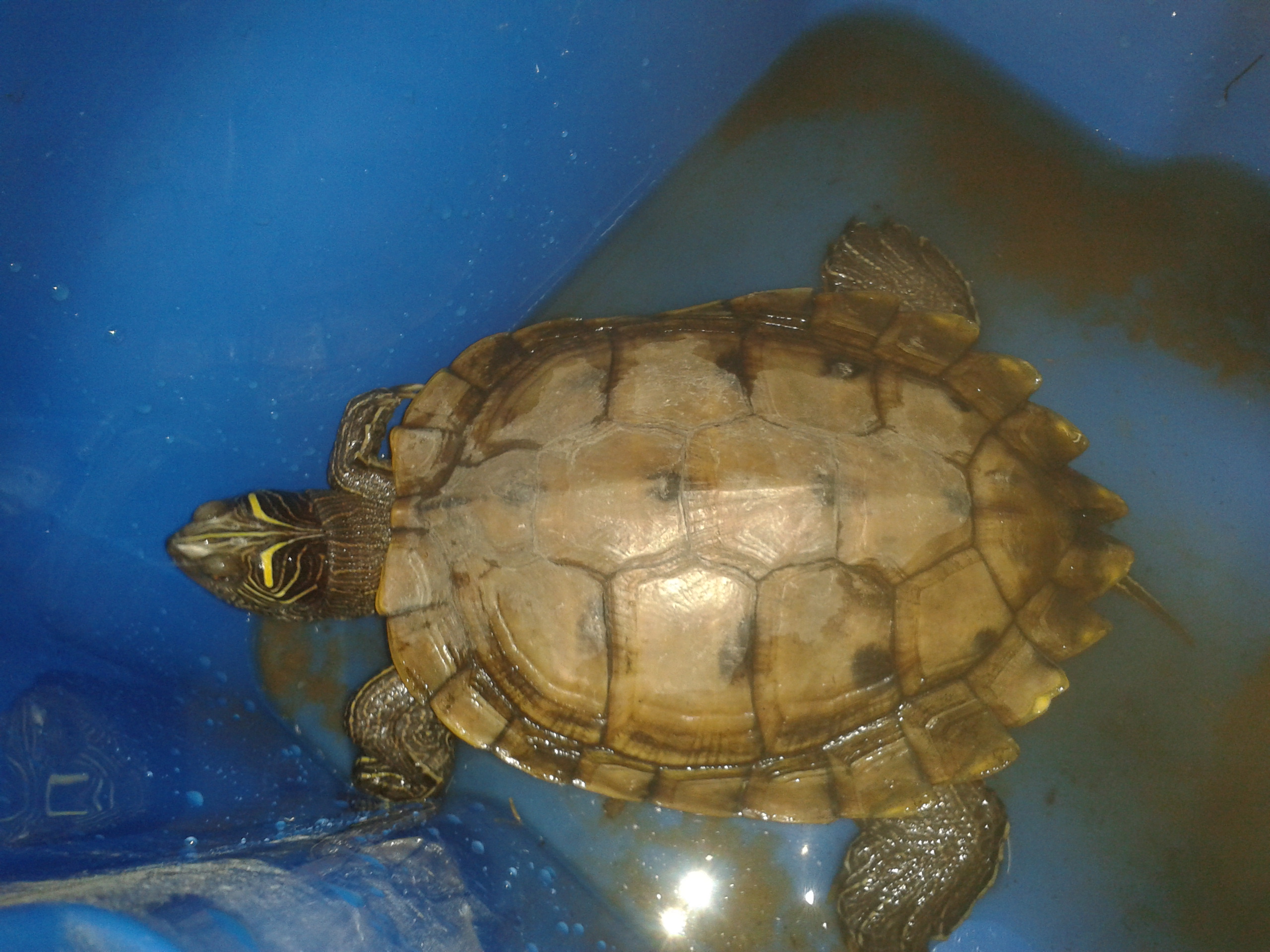 Turtle